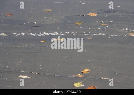 Saleté et mousse flottant sur la surface de l'eau d'un étang Banque D'Images