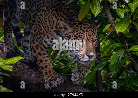 Jaguar sur le prowl Banque D'Images