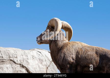 Mouton bighorn mâle (Ovis canadensis)[6]. Espèce originaire d'Amérique du Nord. Une paire de cornes peut peser jusqu'à 14 kg (30 lb). Gros plan. Banque D'Images