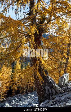 WA23731-00...WASHINGTON - vieil arbre vénérable, mélèze sur la boucle des lacs dorés dans la forêt nationale d'Okanogan. Banque D'Images