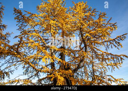 WA23733-00...WASHINGTON - Vieux mélèze en pleine couleur d'automne vu sur la boucle des lacs dorés ; forêt nationale d'Okanogan. Banque D'Images