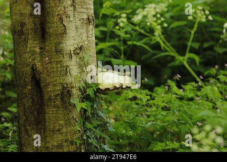 la queue de dinde est un énorme champignon qui pousse sur les arbres Banque D'Images