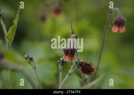 Geum rivalise une belle fleur printanière Banque D'Images