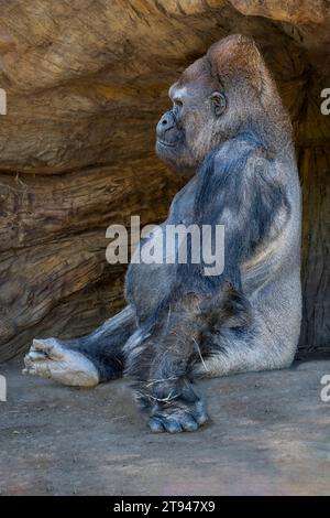 Portrait de profil en gros plan d'un gorille à dos argenté des basses terres de l'ouest assis devant une grotte. Banque D'Images