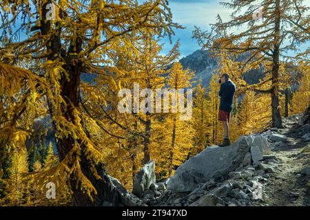 WA23737-00...WASHINGTON - un randonneur s'arrête pour photographier un bosquet de mélèzes de couleur automne sur la boucle des lacs dorés. Libéré Banque D'Images