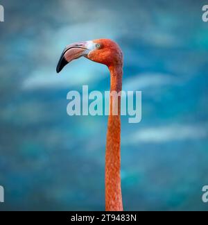 Portrait Flamingo isolé sur fond bleu. Masque. Banque D'Images