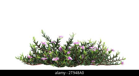 Illustration 3d du buisson de Carpobrotus glaucescens isolé sur fond blanc Banque D'Images