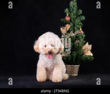 Mignon caniche chiot chien à côté de l'arbre de Noël. Le concept de cadeaux.. Banque D'Images