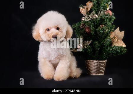 Chiot caniche abricot à côté d'un arbre de Noël sur un fond noir.. Banque D'Images