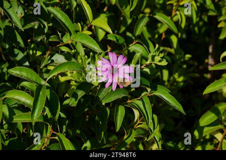 Dimorphotheca, ou Osteospermum ecklonis fleur de Marguerite rose et un papillon brun Banque D'Images
