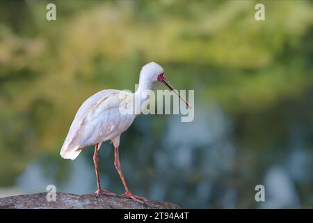 Oiseau africain platalea alba Spoonbill debout sur un rocher, isolé contre l'eau bleu vert. Banque D'Images