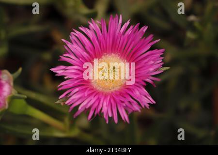 Carpobrotus edulis ou figuier hottentot a de belles fleurs roses Banque D'Images