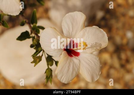 Belle fleur blanche d'hibiscus avec coeur rouge Banque D'Images