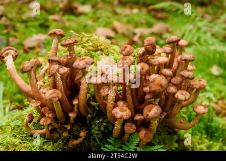 Photo de mise au point sélectionnée. Champignon du miel, Armillaria mellea. Champignons sur souche d'arbre dans la vieille forêt couverte de mousse. Banque D'Images