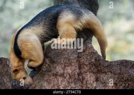 Tamandua méridional (Tamandua tetradactyla), également connu sous le nom de fourmis à col ou fourmis plus petit Banque D'Images