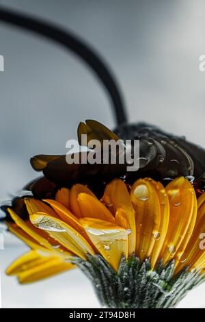 Gerbera jaune (reflet) Banque D'Images