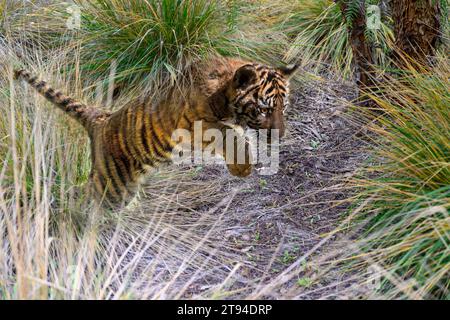 Tiger cub sautant à travers la brousse. Banque D'Images
