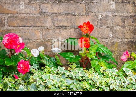 Fleurs de Begonia vibrantes dans un jardin urbain Banque D'Images