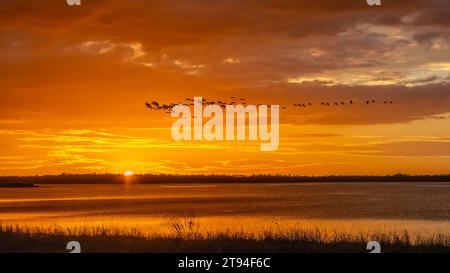 Troupeau d'oiseaux volant aganiste un ciel de coucher de soleil sur le lac Myakka supérieur dans le parc d'État de Myakka River à Sarasota Floride USA Banque D'Images