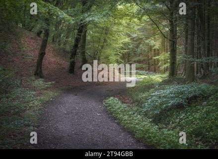 Belle forêt dans la région de Rebild Bakker dans le Jutland, Danemark Banque D'Images