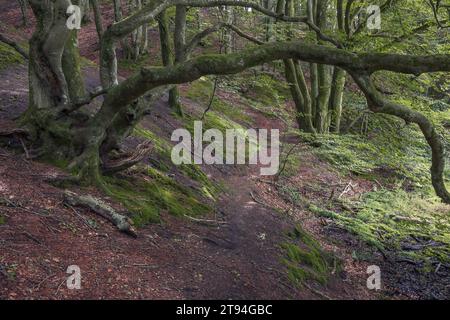 Belle forêt dans la région de Rebild Bakker dans le Jutland, Danemark Banque D'Images