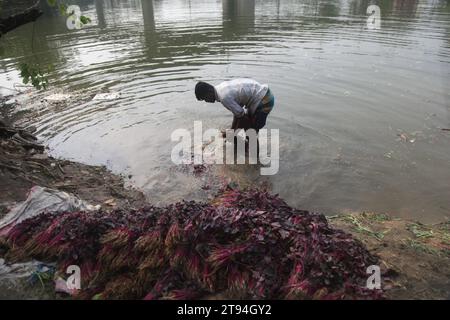 Dhaka Bangladesh,23 novembre 2023,un vendeur de légumes bangladais a lavé des légumes verts dans une eau polluée à dhaka.cette photo a été prise par kuril purba Banque D'Images