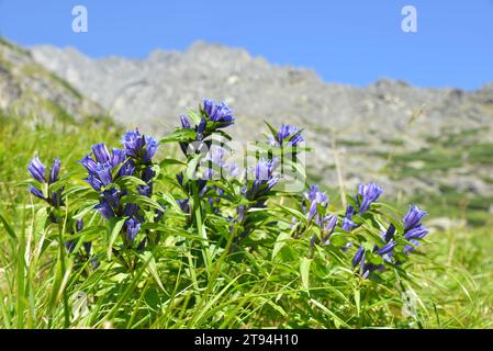 Fleurs saule gentiane (Gentiana asclepiadea) dans la vallée de Mala studena, Vysoke Tatry (Hautes Tatras), Slovaquie. Banque D'Images