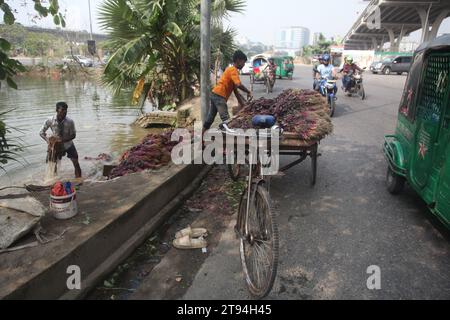 Dhaka Bangladesh,23 novembre 2023,un vendeur de légumes bangladais a lavé des légumes verts dans une eau polluée à dhaka.cette photo a été prise par kuril purba Banque D'Images