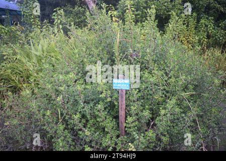 Plantes des Sundarbans intérieurs Banque D'Images