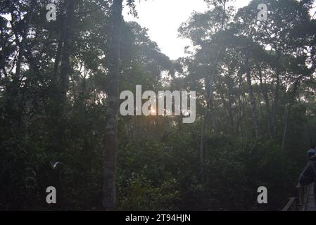 Plantes des Sundarbans intérieurs Banque D'Images