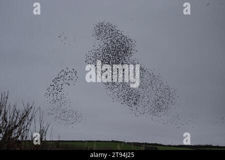 Starlings à Poldhu Cornwall, volant avec un hélicoptère, de Culdrose Great Murmuration Credit : kathleen White/Alamy Live News Banque D'Images