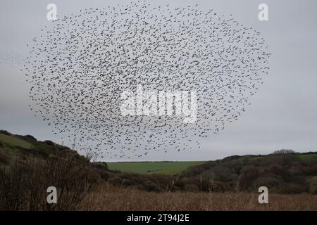 Starlings à Poldhu Cornwall, volant avec un hélicoptère, de Culdrose Great Murmuration, crédit : kathleen White/Alamy Live News Banque D'Images