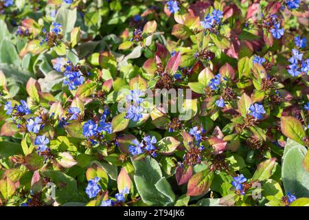 Plumbago chinois (ceratostigma willmottianum) fleurs en fleurs Banque D'Images