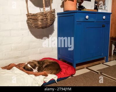 Un petit chien mongrel brun et blanc dort sur un lit rouge à côté d'une armoire en bois bleu et sous un panier traditionnel, dans une ferme. Banque D'Images