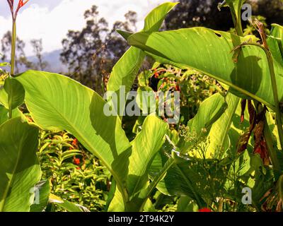 Photographie en gros plan d'une toile d'araignée entre quelques feuilles indiennes illuminées par la lumière du soleil de l'après-midi, dans un jardin dans l'est des Andes mou Banque D'Images