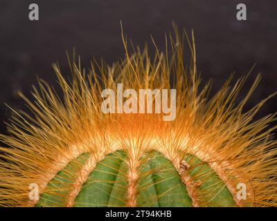 Macro photographie des épines et de la forme d'un cactus ballon capturé dans une maison verte près de la ville de Villa de Leyva dans le centre de la Colombie. Banque D'Images