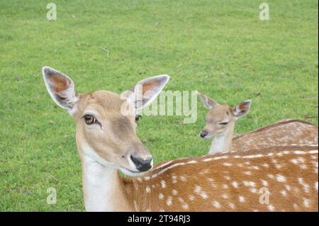 Fauve et biche ensemble dans un paysage de prairie en regardant la caméra en gros plan Banque D'Images