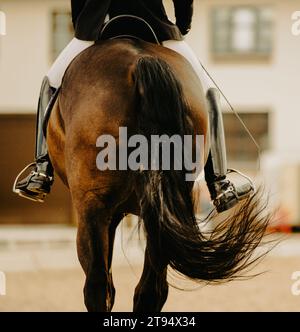 Une vue arrière d'un cheval de baie avec une longue queue et un cavalier en selle galopant lors d'une compétition de dressage. Sports équestres et équitation. Le hor Banque D'Images