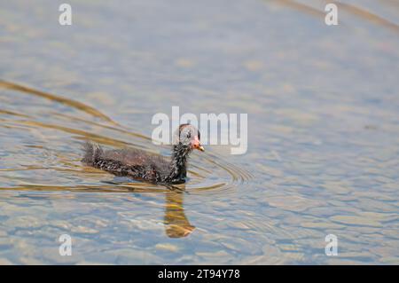 Poulailler Eurasian Coot (Fulica atra) nageant dans le lac. Banque D'Images