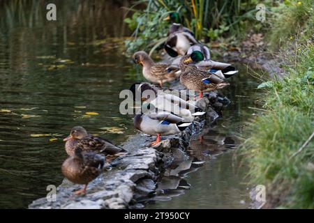 Une famille de canards, oies nage dans un canal d'eau, rivière, lac. Beaucoup de roseaux et de nénuphars. De beaux canards flottent le long de la rivière, lac, eau cha Banque D'Images