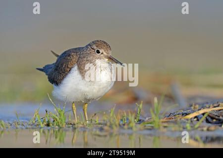 Sandpiper commun (Actitis hypoleucos) se nourrissant dans une zone humide. Banque D'Images