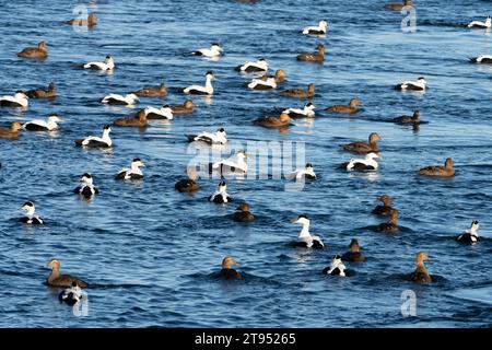Somateria mollissima famille Anatidae genre Somateria Eider à bec commun oiseau nature sauvage dans la mer photographie, image, papier peint Banque D'Images