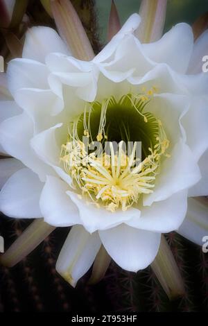 Trichocereus spachianus ; Cactacées. Plante succulente ornementale. cactus colonnaire. Banque D'Images