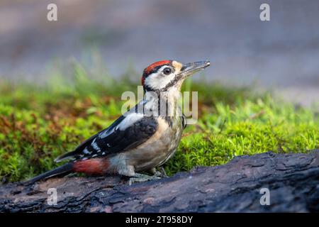 Grand pic tacheté (Picoides major, Dendrocopos major), jeunes perchoirs mâles au sol et recherche de nourriture, vue de côté, pays-Bas, Overijssel Banque D'Images