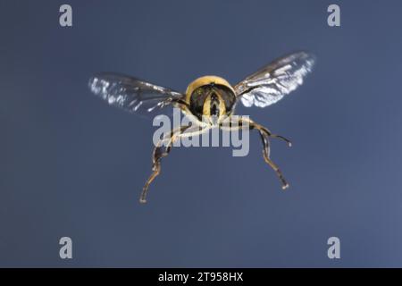 Drone fly (Eristalis tenax), femelle en vol, Allemagne Banque D'Images