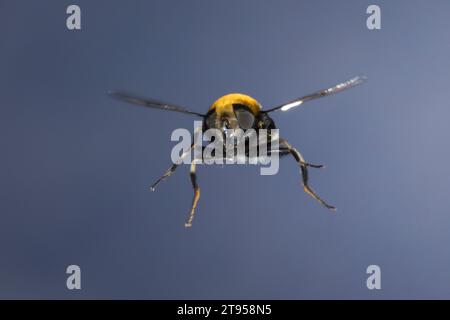 Furry Drone Fly, Furry Dronefly (Eristalis implicaria), en vol, vue de face, Allemagne Banque D'Images