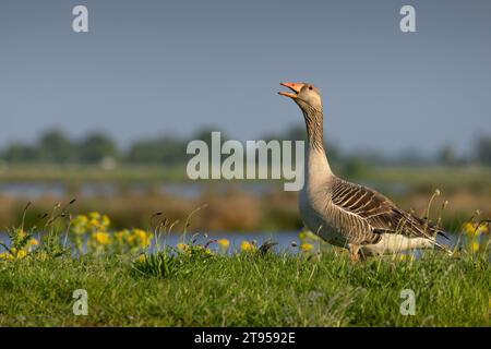 L'oie graylag, l'oie graylag (Anser anser), se dresse au bord de l'eau dans une prairie de pissenlit et appelle, vue latérale, pays-Bas, Onnenpolder Banque D'Images