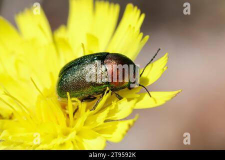 Coléoptère (Cryptocephalus sericeus oder Cryptocephalus aureolus), assis sur une fleur jaune, Allemagne Banque D'Images