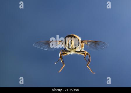 Drone fly (Eristalis tenax), femelle en vol, Allemagne Banque D'Images