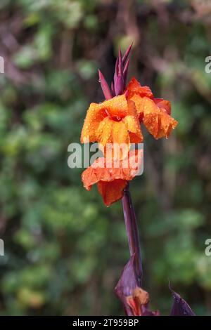 Tir indien, canna, poloke (Canna indica), inflorescence, Madère Banque D'Images